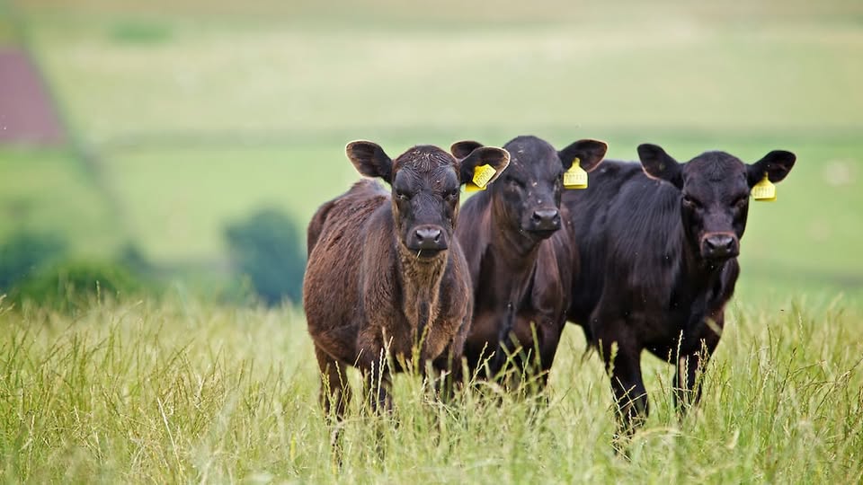 Producción de carne vacuna en enero: caída del 5,7% con mejores rendimientos por res