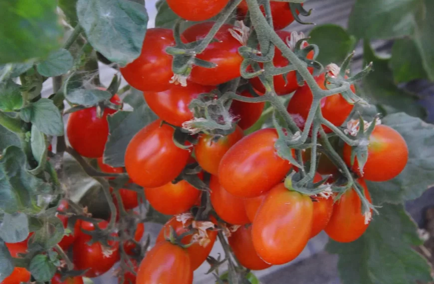 Innovación y tecnología impulsan la horticultura en La Pampa: alianza clave entre CERET e INTA