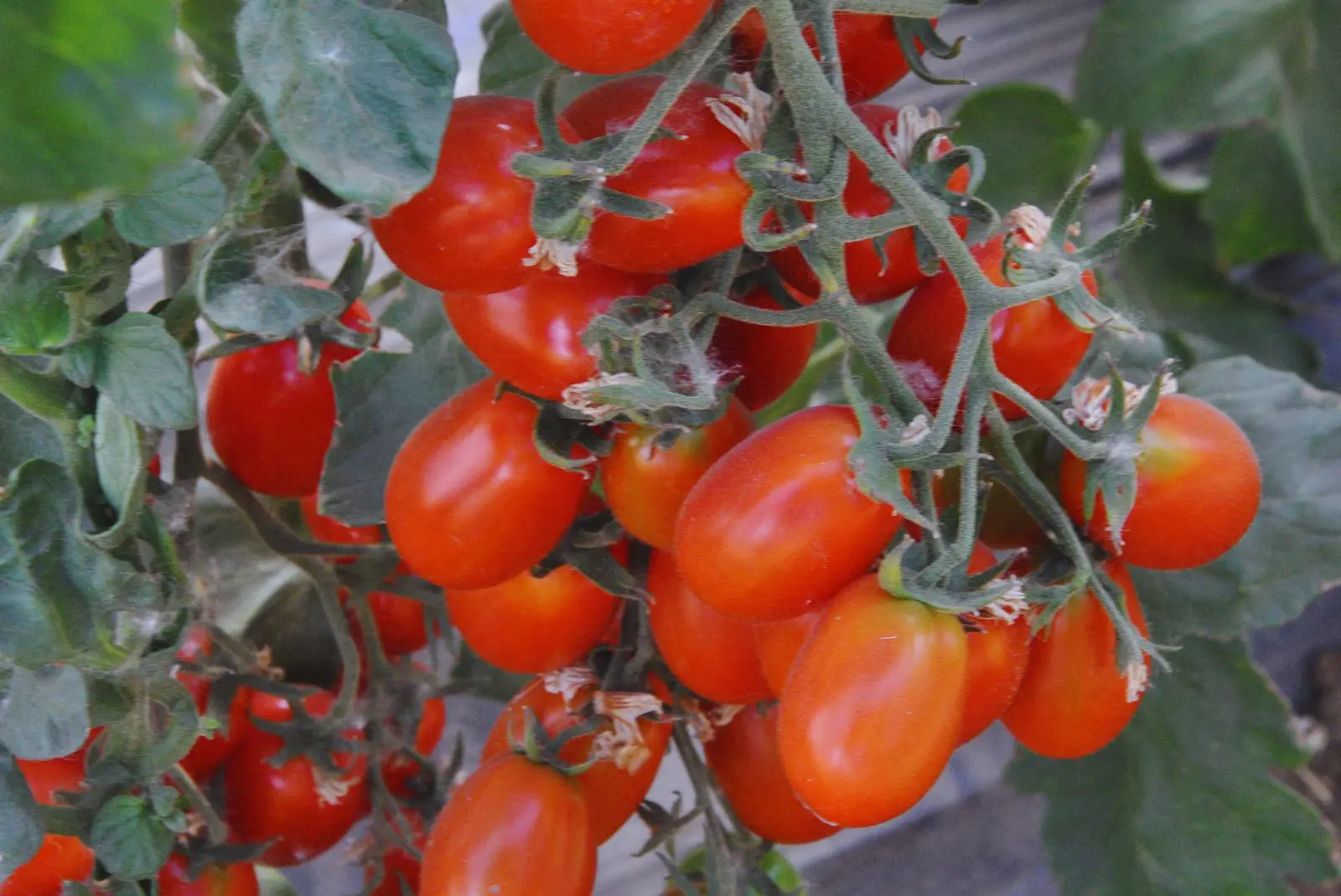 Innovación y tecnología impulsan la horticultura en La Pampa: alianza clave entre CERET e INTA