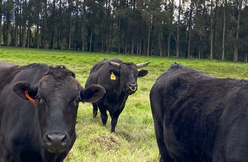 Nacen las primeras terneras híbridas Wagyu en Arequipa (Perú): Avance clave en la reconversión agroganadera