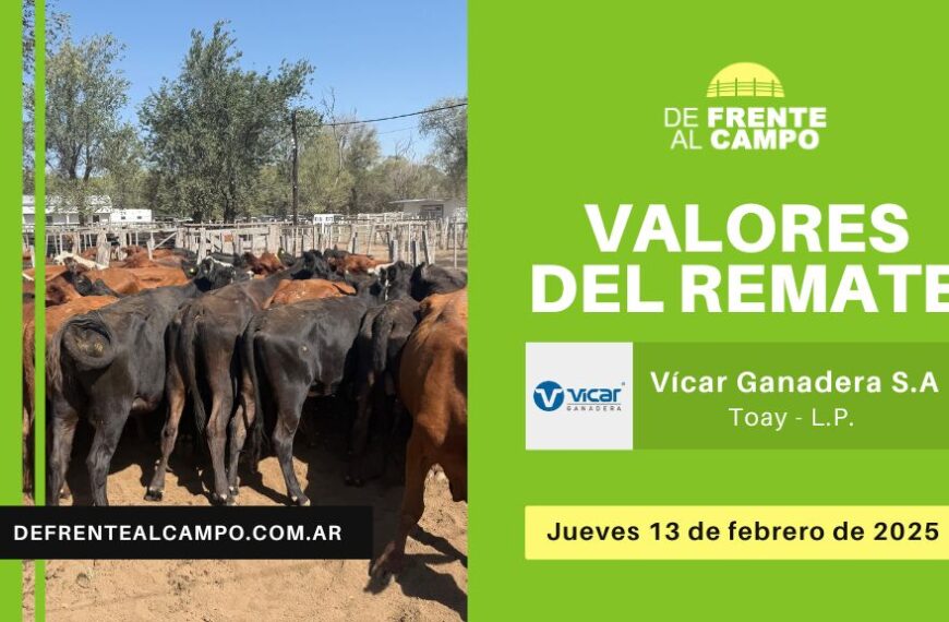 Valores del remate de Vicar Ganadera S.A. | Toay, La Pampa | Jueves 13/02/2025