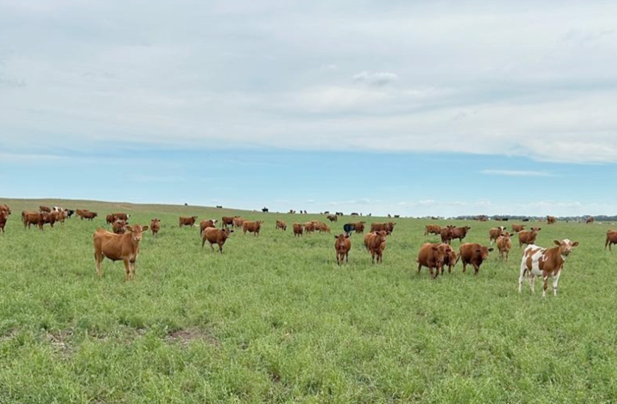 Estrategias clave para una implantación exitosa de pasturas