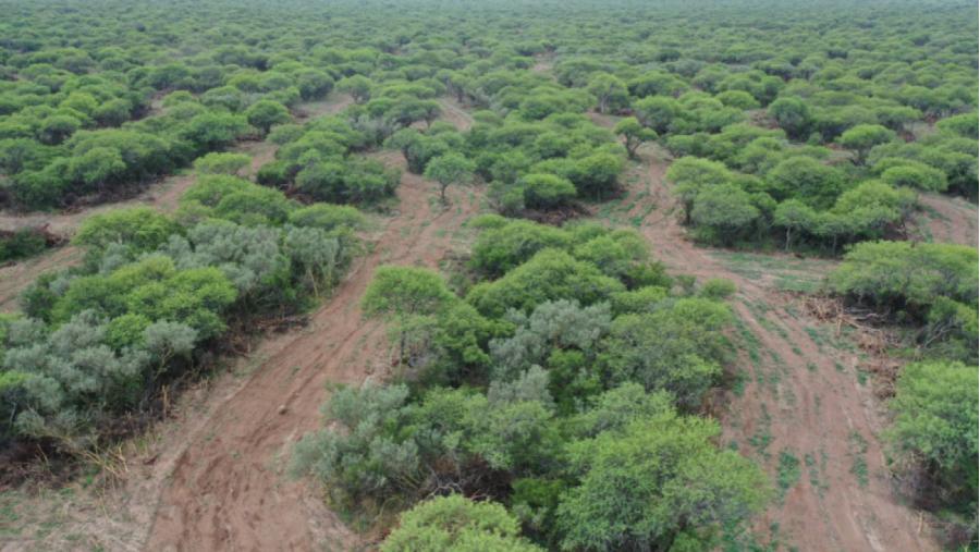 Convocatoria abierta hasta mayo de 2025 para Planes de Manejo y Conservación de Bosques Nativos en La Pampa