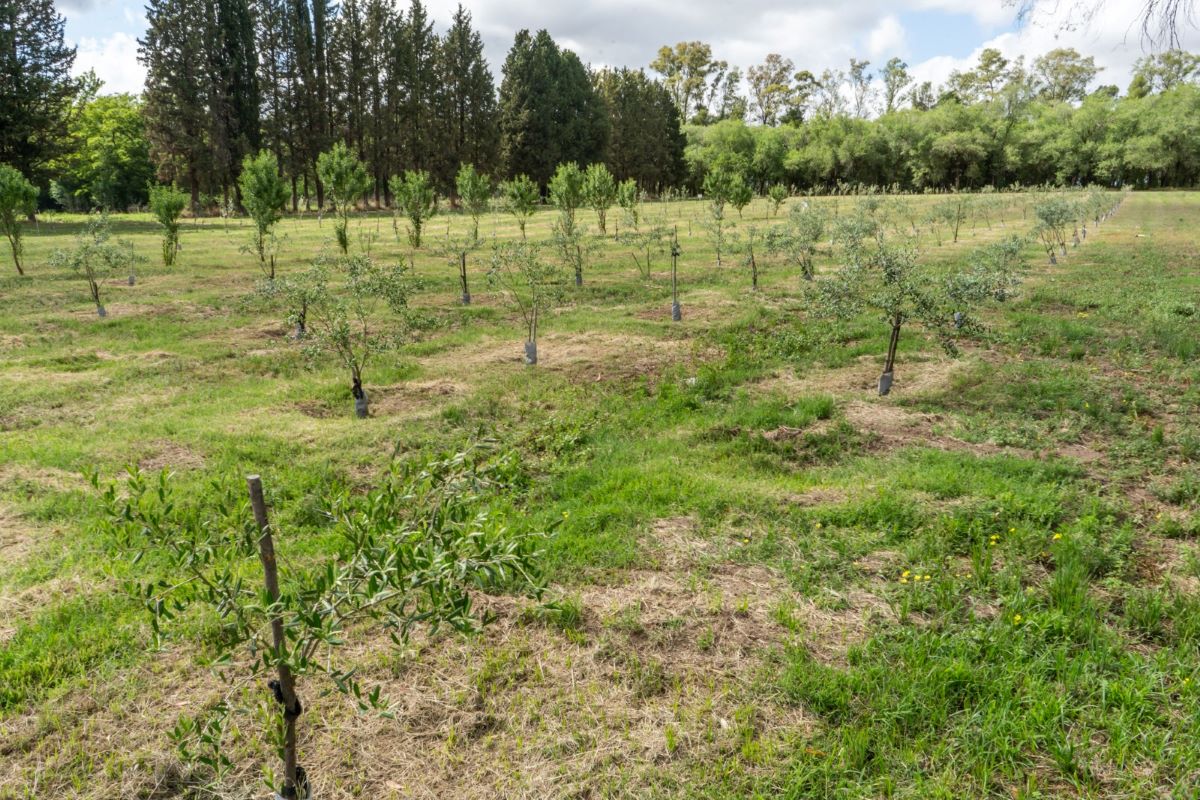 La Pampa: Recursos Naturales inicia la venta anual de plantas en cinco sedes provinciales