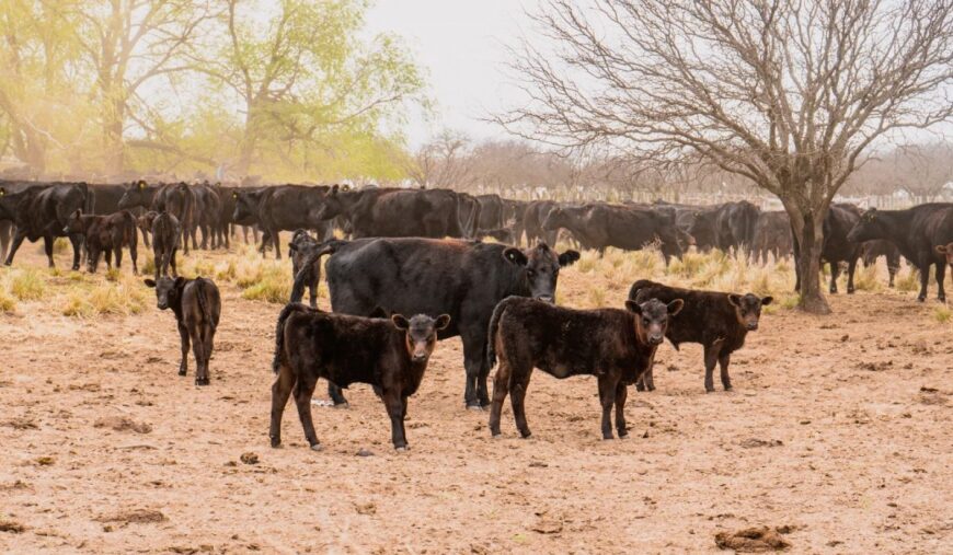 Nación homologó la emergencia agropecuaria en La Pampa tras dos meses de espera