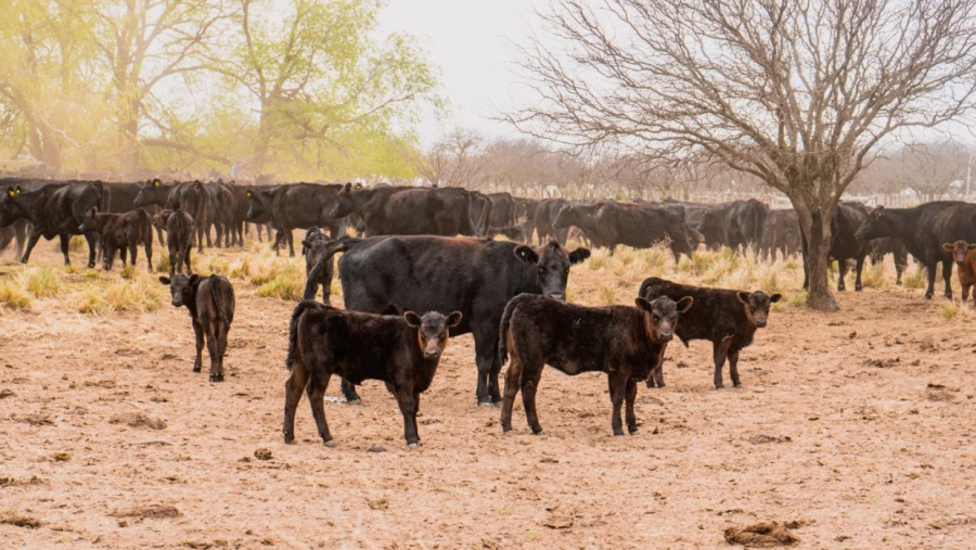 Nación homologó la emergencia agropecuaria en La Pampa tras dos meses de espera