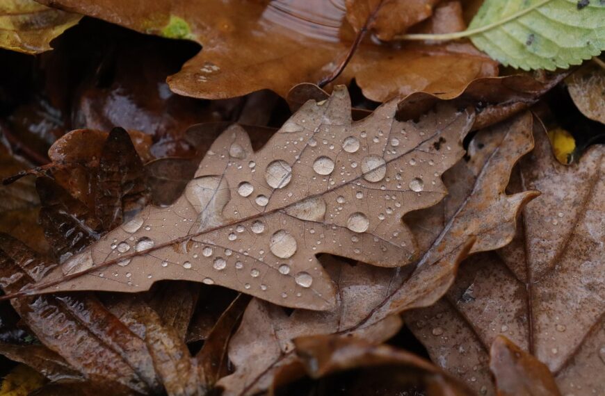 Otoño con lluvias intensas: qué regiones recibirán precipitaciones en el fin de semana largo