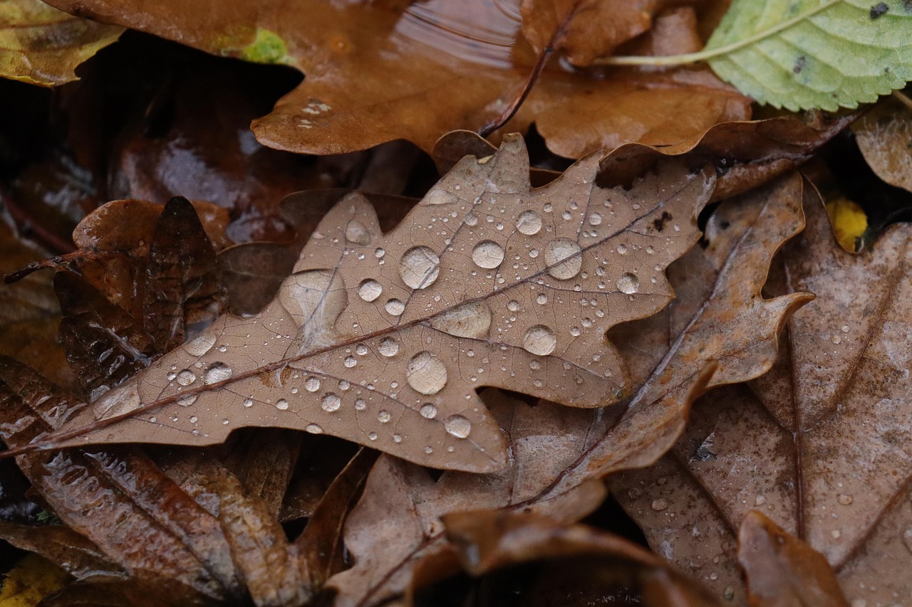 Otoño con lluvias intensas: qué regiones recibirán precipitaciones en el fin de semana largo