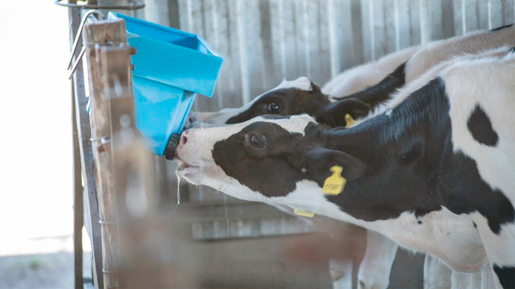 Leche vs. Sustitutos Lácteos: La estrategia clave en la crianza de terneros